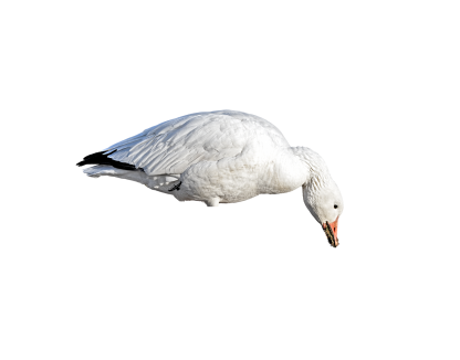 Immortal Series Snow Goose Decoys - Image 4
