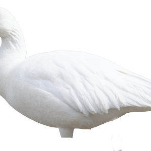 Immortal Series Snow Goose Decoys