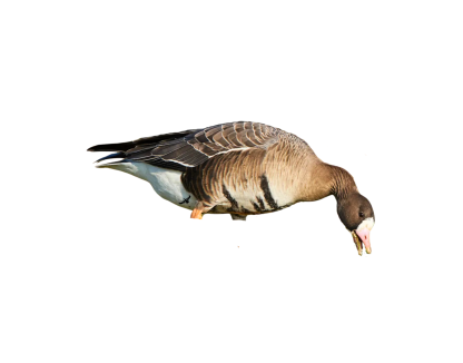 Immortal Series Specklebelly Goose Decoys - Image 4