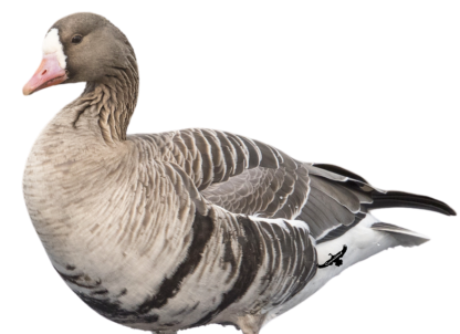 Immortal Series Specklebelly Goose Decoys - Image 2