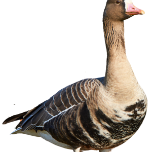Immortal Series Specklebelly Goose Decoys