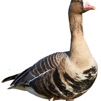 Immortal Series Specklebelly Goose Decoys
