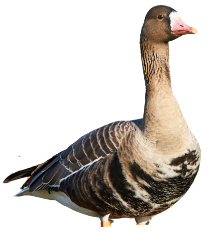 Immortal Series Specklebelly Goose Decoys