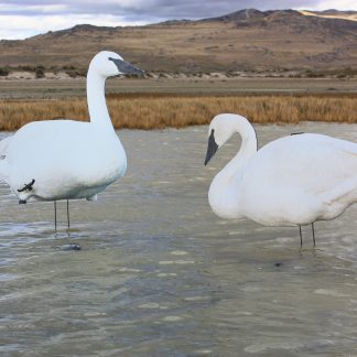 Core Series Swans