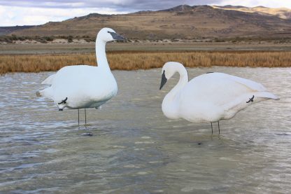 Core Series Swans