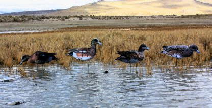 Immortal Series Wigeon Decoys