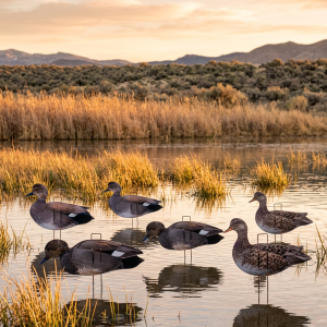Immortal Series Gadwall Decoys