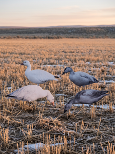 Immortal Series Snow Goose Decoys