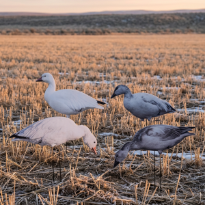 Immortal Series Snow Goose Decoys