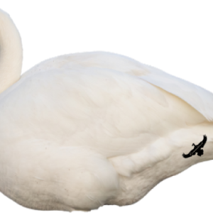 Core Series XXL Swans (25 in wide x 40 in long)