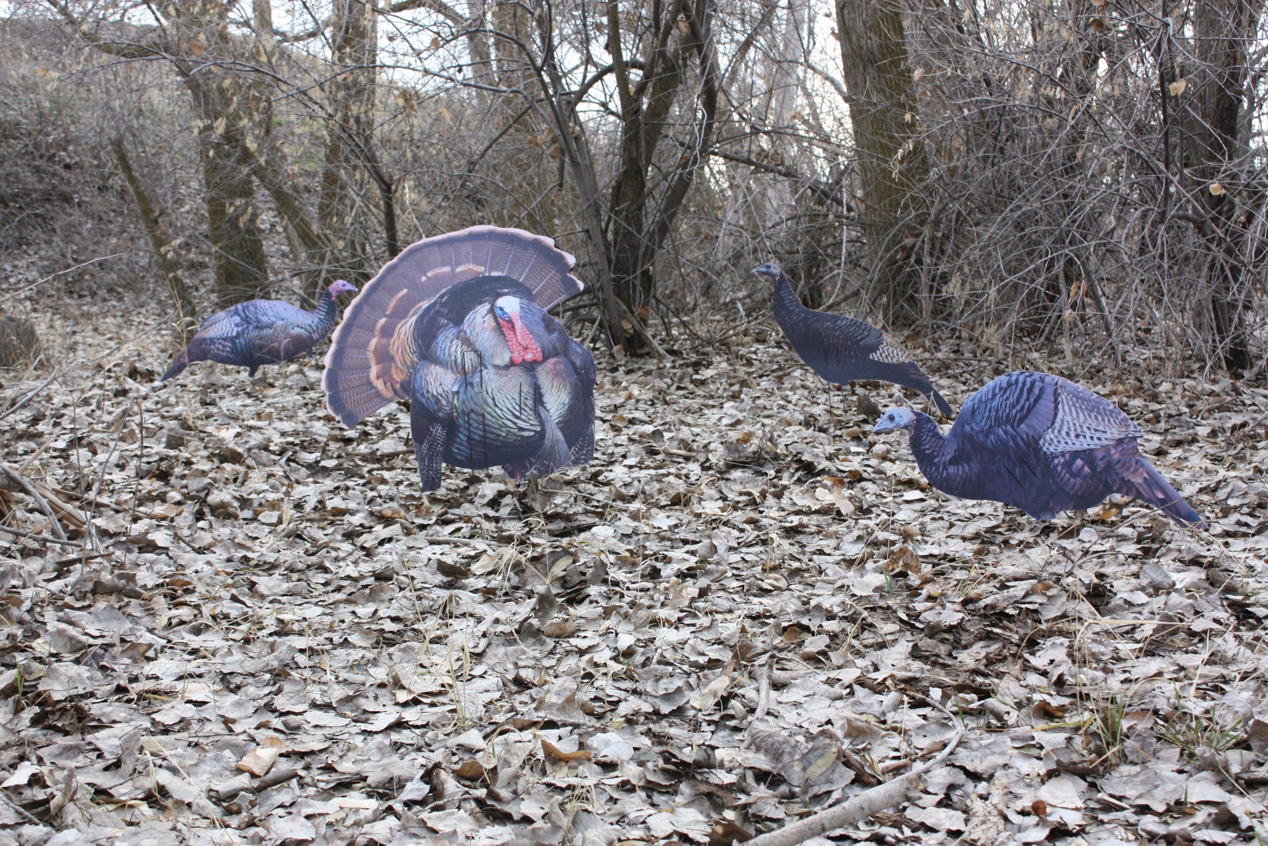 Immortal Series Turkey Decoys