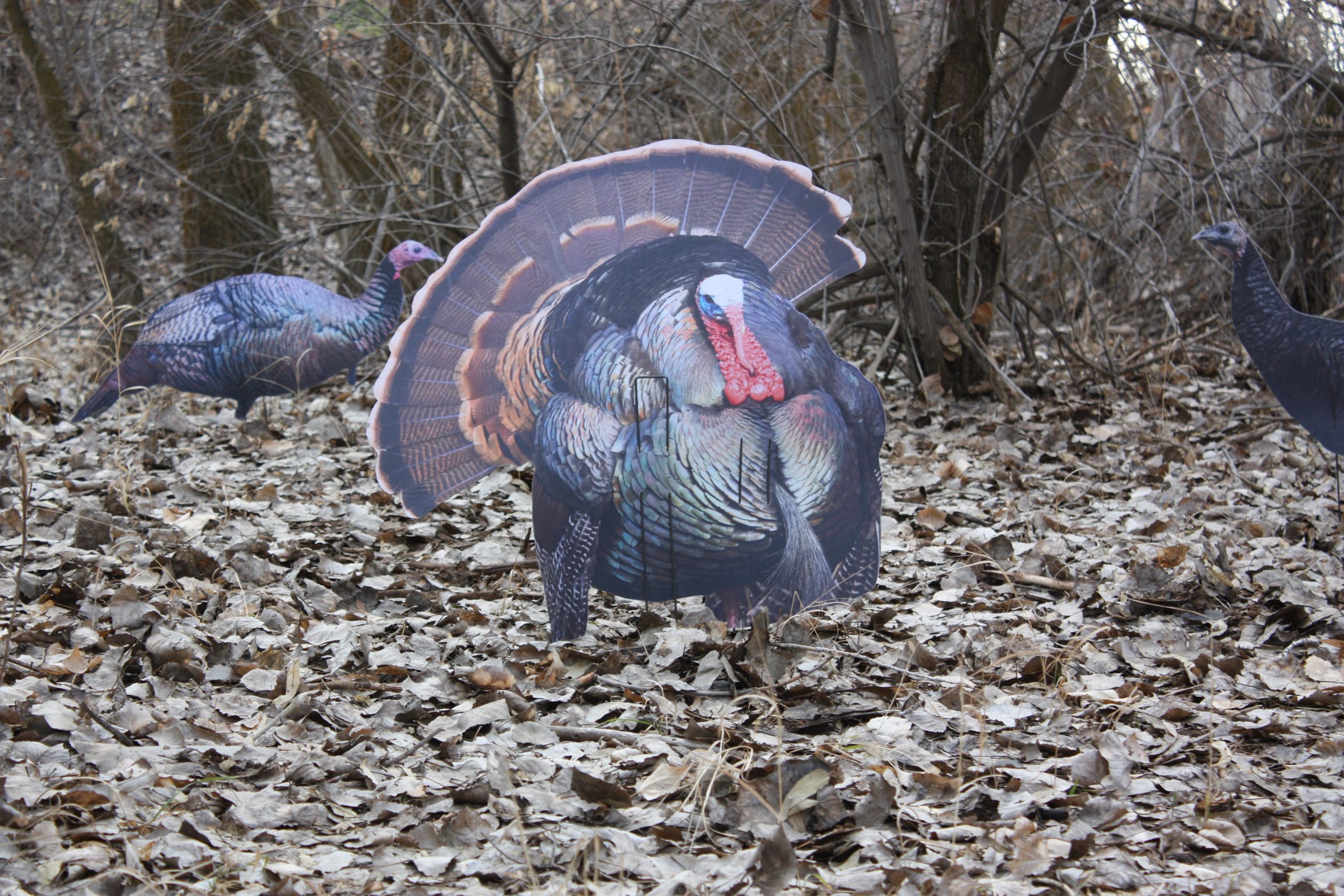 Immortal Series Turkey Decoys - Image 3