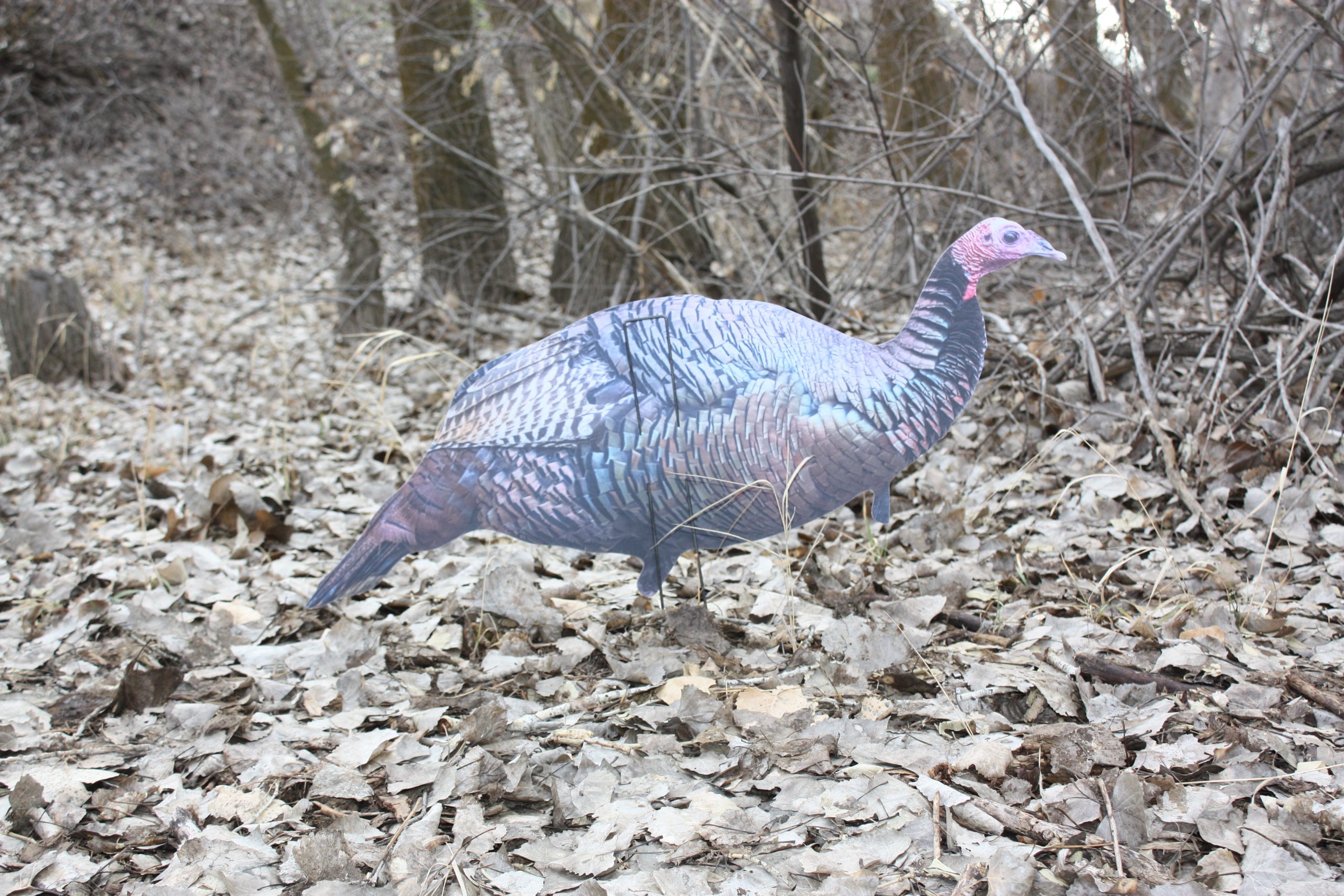 Immortal Series Turkey Decoys - Image 5