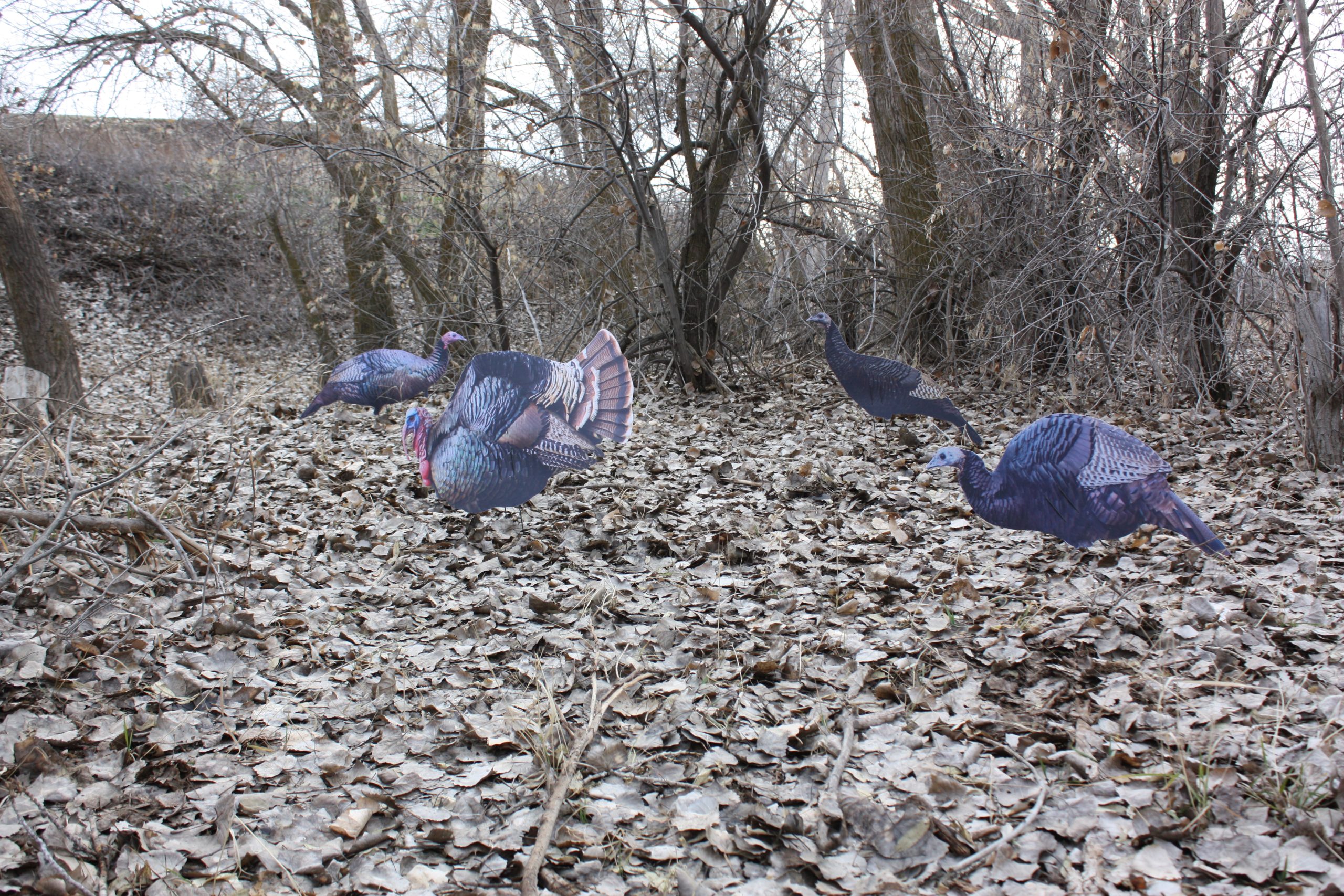 Immortal Series Turkey Decoys - Image 6