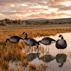 Goose