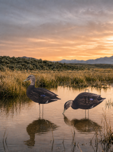 Black duck