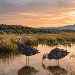 Black duck