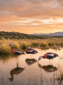 Black Bellied Whistling Duck