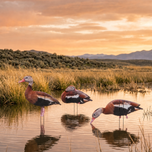 Black Bellied Whistling Duck